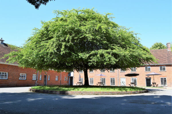 IncuHive brick building set around a tree